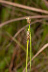 Richard's yelloweyed grass